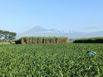 Gunung Semeru Erupsi Pagi Ini, Lontarkan Abu Vulkanik 1 Km