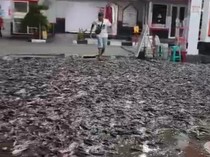 Ribuan Lele Tumpah di SPBU Cokro Klaten Sempat Bikin Macet