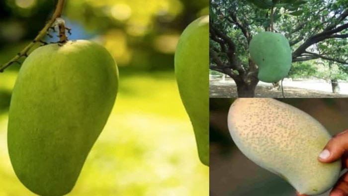 Beratnya 5 Kilogram, Mangga Jumbo Ini Dibanderol Rp500 Ribuan