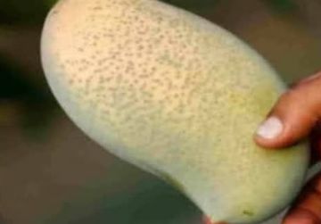 Beratnya 5 Kilogram, Mangga Jumbo Ini Dibanderol Rp500 Ribuan