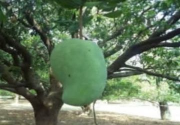 Beratnya 5 Kilogram, Mangga Jumbo Ini Dibanderol Rp500 Ribuan
