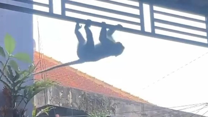 Monyet ekor panjang berkeliaran di Kelurahan Mojolangu, Kecamatan Lowokwaru, Kota Malang