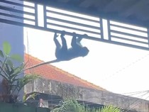 Monyet Ekor Panjang Teror Warga Kota Malang