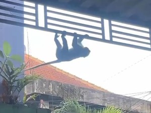 Monyet Ekor Panjang Teror Warga Kota Malang