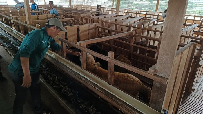Peternak binaan BAZNAS di Lampung Tengah