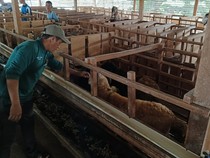 Peternak Binaan BAZNAS di Lampung Tengah Naik Kelas, Kini Punya Usaha Pakan