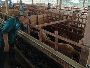 Peternak Binaan BAZNAS di Lampung Tengah Naik Kelas, Kini Punya Usaha Pakan