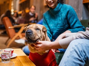Hong Kong Punya Inisiatif Restoran Ramah Anjing, Responsnya Membludak!