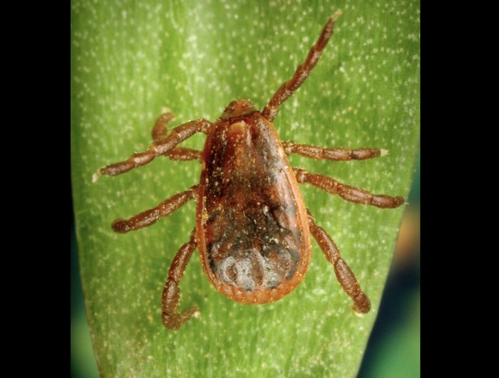 Rhipicephalus sp