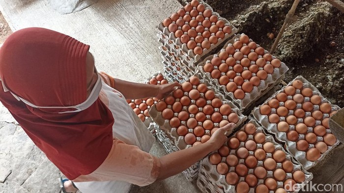 Salah satu peternakan telur ayam di Kecamatan Talun, Blitar