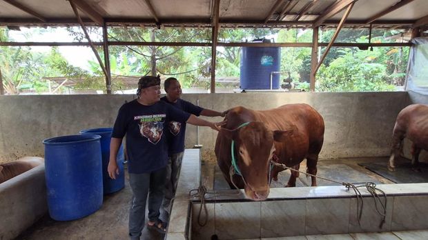 Sapi bernama Bobi yang jadi hewan kurban Prabowo di Serang (Arief/detikcom)
