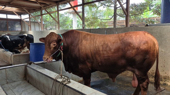 Sapi bernama Bobi yang jadi hewan kurban Prabowo di Serang (Arief/detikcom)