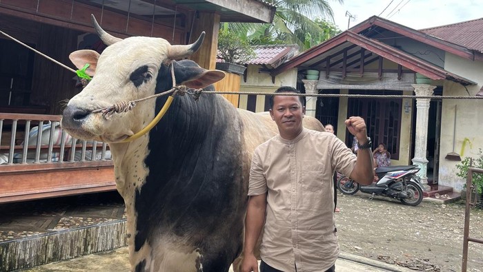 Penampakan Sapi Kurban Presiden di Sumut Capai 1,1 Ton Seharga Rp 143 Juta