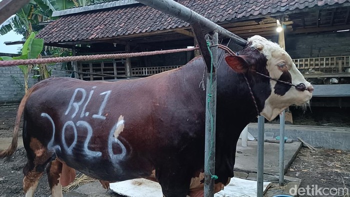 Sapi yang menjadi pilihan Presiden Prabowo untuk korban di Probolinggo