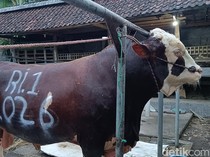 Sapi 1,2 Ton Asal Probolinggo Ini Dipilih Presiden Prabowo Jadi Kurban
