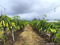 Oase Buah Naga di Balik Sepinya Pasar Jalaksana Kuningan