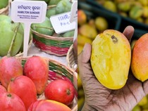 Tak Hanya Langka, Mangga Odisha India Punya Sejarah Kolonial Panjang!