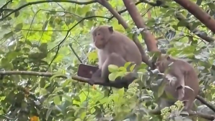 Tangkapan layar video monyet mencuri handphone pemain golf di Sentul, Bogor.