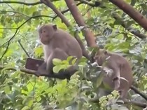 Viral Monyet Curi Handphone Pemain Golf di Sentul, Dibawa ke Pohon