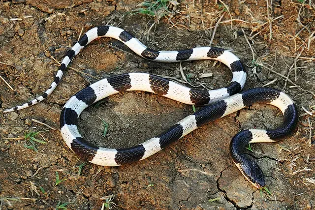 Ular Krait. Ular Krait. (Istimewa)