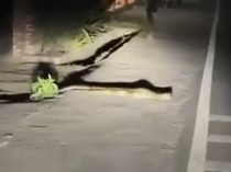 Ngeri! Ular Piton 3 Meter Menyeberang Jalan ke Jalur Bromo