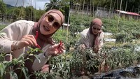 Angelina Sondakh Pulang Kampung ke Manado, Sibuk Panen Cabe di Kebun Sendiri