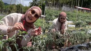 Angelina Sondakh Pulang Kampung ke Manado, Sibuk Panen Cabe di Kebun Sendiri