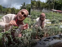 Angelina Sondakh Pulang Kampung ke Manado, Sibuk Panen Cabe di Kebun Sendiri