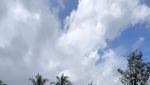 Angelina Sondakh Pulang Kampung ke Manado, Sibuk Panen Cabe di Kebun Sendiri