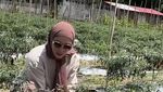Angelina Sondakh Pulang Kampung ke Manado, Sibuk Panen Cabe di Kebun Sendiri