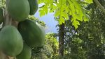 Angelina Sondakh Pulang Kampung ke Manado, Sibuk Panen Cabe di Kebun Sendiri