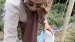 Angelina Sondakh Pulang Kampung ke Manado, Sibuk Panen Cabe di Kebun Sendiri