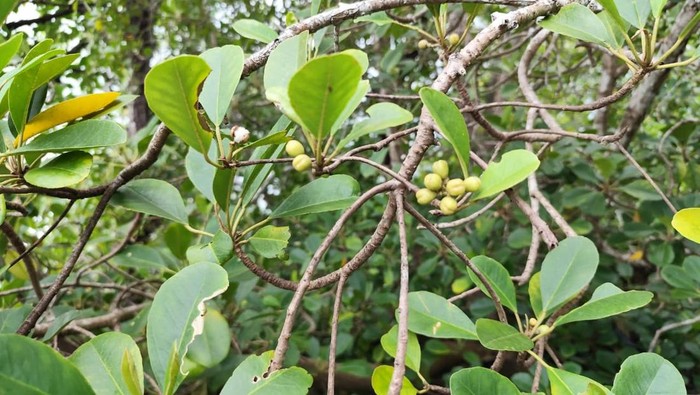 Camptostemon philippinensis, mangrove langka asal Indonesia yang kini terancam punah.