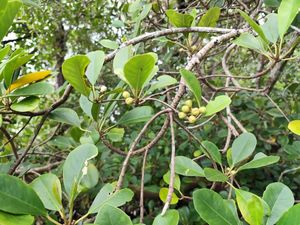 Mangrove Langka yang Jadi Habitat Bekantan Terancam Punah, Terdapat 527 Individu