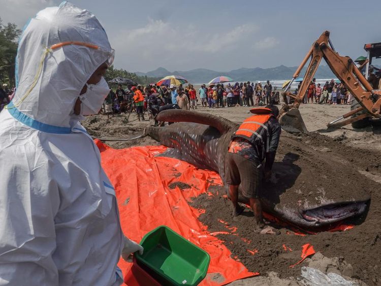 Hiu Tutul Raksasa Terdampar di Pantai Cilacap, Mati Saat Dievakuasi