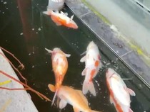 Imbas Pemadaman Listrik, Ikan Koi Walkot Pekanbaru Mati-Usaha Warga Terdampak