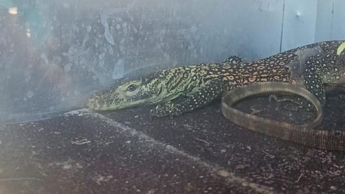 Seekor anak komodo masuk rumah warga warga di Dusun Londang, Desa Nanga Mbaur, Kecamatan Sambi Rampas, Kabupaten Manggarai Timur, NTT, Kamis (21/5/2026). (Dok. BBKSDA NTT)
