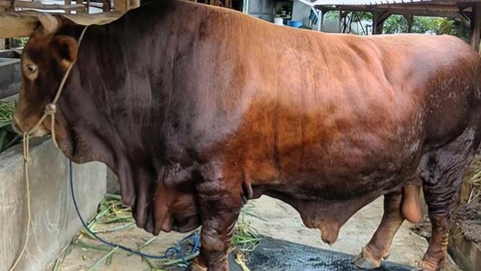 Linggo, sapi jenis limosin dari Prabowo untuk kurban Kota Lubuklinggau