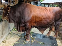Linggo, Sapi Limosin yang Jadi Hewan Kurban Prabowo di Lubuklinggau