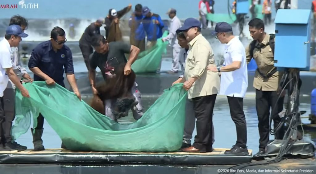 Panen Raya Udang di Tambak Budidaya Udang Berbasis Kawasan, Kebumen, 23 Mei 2026. Panen Raya Udang di Tambak Budidaya Udang Berbasis Kawasan, Kebumen, 23 Mei 2026. (Tangkapan layar youtube Setpres RI)