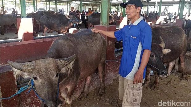 Pasar kerbau di Kudus, Sabtu (23/5/2026). Pasar kerbau di Kudus, Sabtu (23/5/2026).