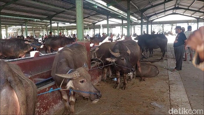 Pasar kerbau di Kudus, Sabtu (23/5/2026).