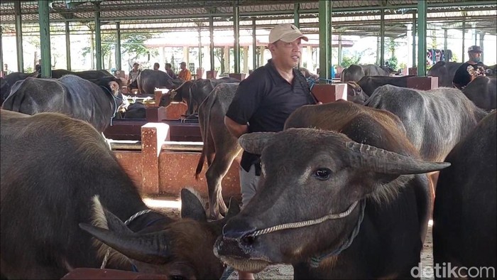 Pasar kerbau di Kudus, Sabtu (23/5/2026).