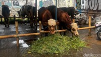 Pedagang Ungkap Penjualan Sapi Kurban di Jakarta Tetap Tinggi Meski Harga Naik