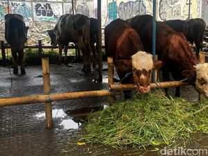 Pedagang Ungkap Penjualan Sapi Kurban di Jakarta Tetap Tinggi Meski Harga Naik