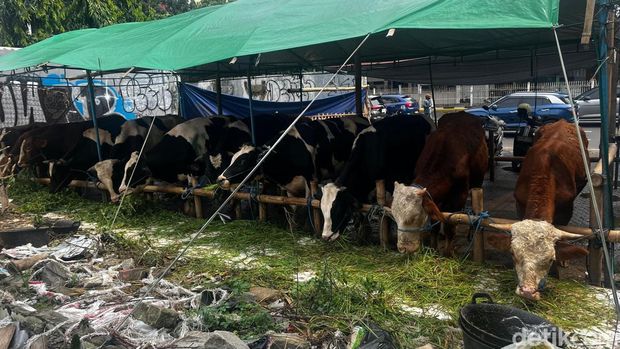 Pedagang sapi di kawasan Jalan Gatot Subroto, Jakarta Selatan.