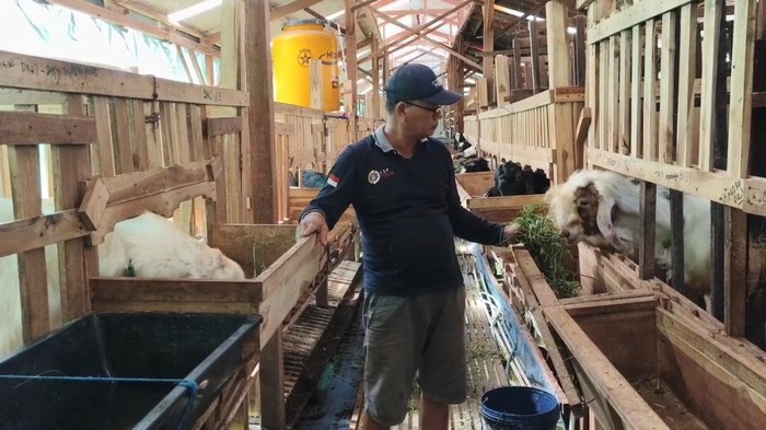 Penjual kambing Idul Adha di Lamongan.