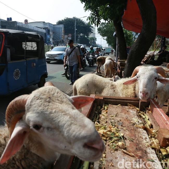 Pramono Larang Pedagang Hewan Kurban Jualan di Trotoar