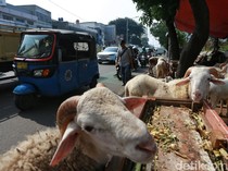 Pramono Larang Pedagang Hewan Kurban Jualan di Trotoar