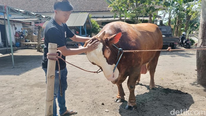 Sapi Kurban Presiden Prabowo di Lumajang, Jawa Timur